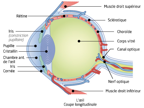 Coupe longitudinale d'un oeil avec légendes